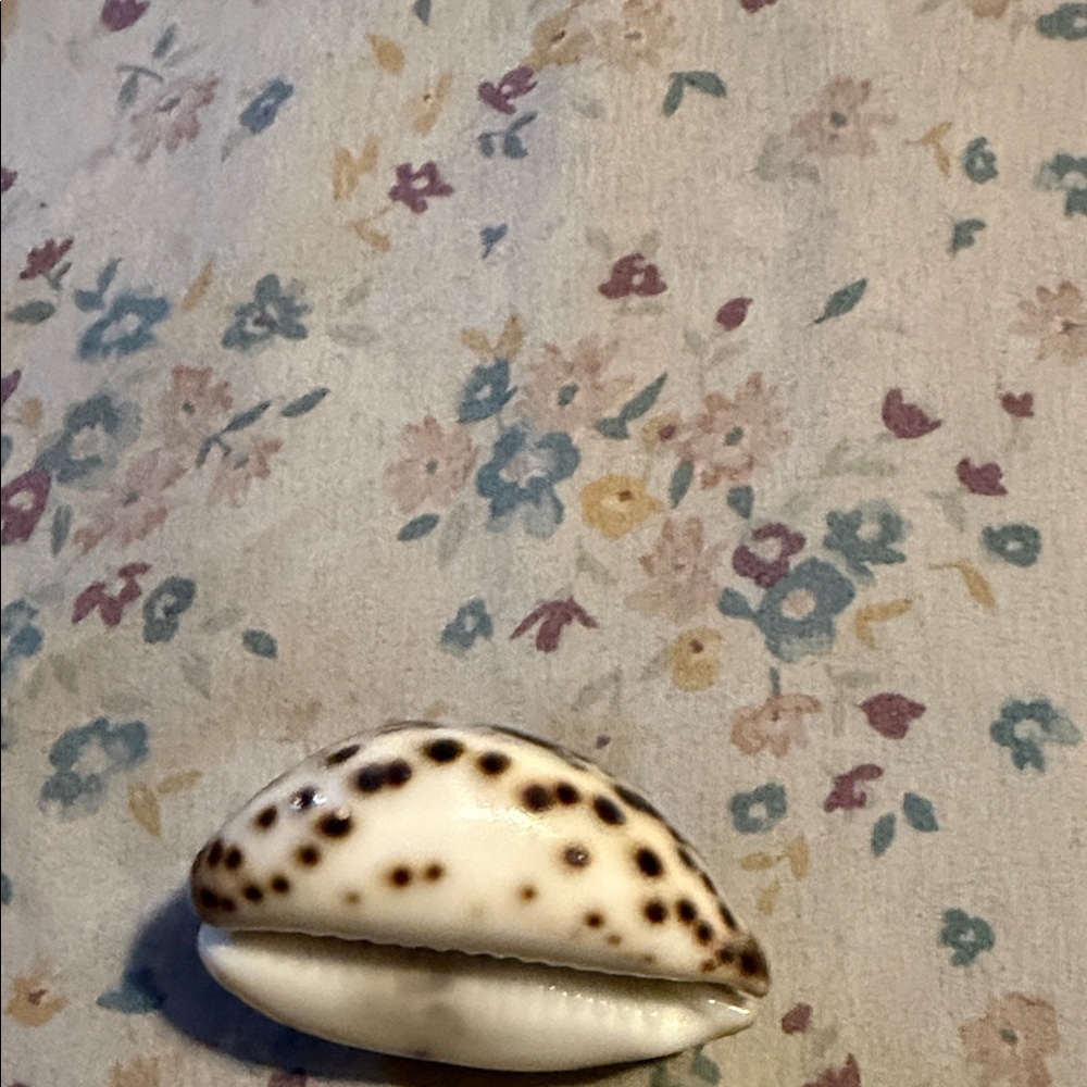 Polished Spotted Cowrie Shell - Cream and Brown